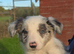 Beautiful border collie pups for sale