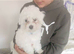 Maltese xxxs