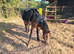 Beautiful project to mould into the perfect pony