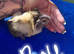 3 female guinea pigs