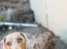 Isabella dapple dog 2.5 years old very loving