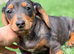 Ready now!! PRA clear Miniature  dachshunds