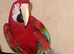 Macaw for sale
