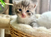 Four very fluffy kittens