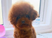 Asian Poodle for Stud DNA tested