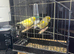 Pair fife canary