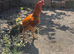 Chicken and male