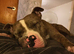 2 year old Tyson