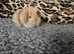 Stunning baby minilops can meet by arrangement