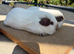 Pure bred California young sow guinea pigs