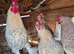 Hatching eggs, Day Old  Ducks and Hens