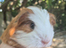 Sheltie and texel boars
