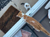 3 kittens for sale. Ginger
