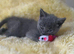Beautiful British Longhair x British Shorthair Kittens – Ready for Their Forever Homes