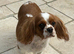 Cavalier spaniel
