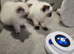 Home raised ragdoll kittens