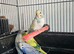 Budgies
