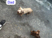 Dachshund (Girl)