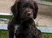 Chocolate cocker spaniels