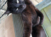 Urgent female cat