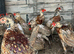 Ringneck pheasants