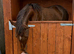 Liver chestnut mare