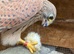Kestrel. 4 months old. Hand reared/crèche reared