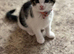 3 Gorgeous Kittens Looking for Their Forever Homes (8 weeks old ready to go)