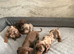 Minature Dachund boys kc registered