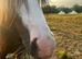 Blue 12.1 Welsh cob