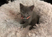 Beautiful Pedigree Russian Blue kittens