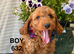 F1b Male Cockapoo Puppies Available!