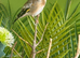 1 pair of Goldfinch