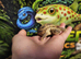 Horsefield tortoise at Wicked Exotics