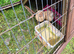 4 quail