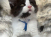 Outstanding GCCF Registered Maine Coon Kittens