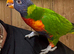 Tame and talking lorikeet and cage