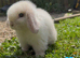 Mini lop bunnies