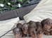 BEAUTIFUL DACHSHUND PUPPIES
