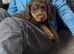 Last chocolate/tan male kc registered