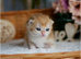 Golden chinchilla kittens