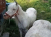 Sweet project spotted mare in foal