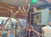 A flock of 10 stunning Javas