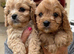 Gorgeous F1 Cavapoo Puppies