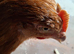 Bovan brown hens hybrid