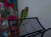 Hand reared baby Alexandrine