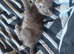 Grey kittens