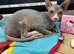 Cleo is urgently looking for a loving home