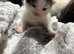 2 Kittens looking for new home