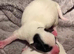 Here I have a beautiful litter of Jack Russell puppies